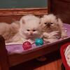 Himalayan Kittens / 2 Ragdoll 1 Chocolate Point 1 Flame Point / All Male 