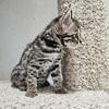 F1 bengal female kitten