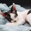 Black and white bicolor male Devon Rex 