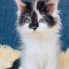 Hera- Female Polydactyl Black and White CFA registered Maine coon