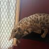 1 year old Silver Bengal