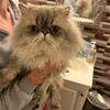 Silverpoint male Persian cat available 