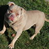 Lilac tri female bully