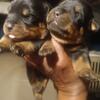 Huge German Rottweiler Puppies