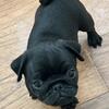 Black pugs