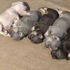 French bulldog puppies lilac rojo and platinum