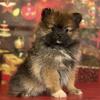 Natashia Female Pomeranian