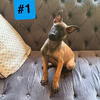 Belgian Malinois 