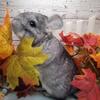 Chinchillas for Sale!!!