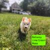 CKC registered Siberian Husky puppies