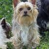 AKC Yorkies-male-Peanut
