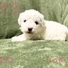Bichon Frise Pups
