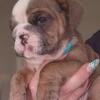 AKC REGISTERED ENGLISH BULLDOG 