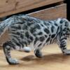 Veterinarian-bred, health tested silver male BENGAL kitten