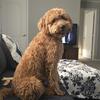 Male F1 Medium Goldendoodle Puppy