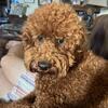 Deep Red Mini Golden Doodle 18lbs for stud $1250 CKC Registered