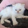Himalayan-Persian. Fall and winter Kittens ready for a new home. 325 each
