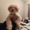 Chinese crested pup