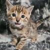 Tica Registered Brown Rosette Male Bengal Kitten