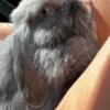 Holland Lop male