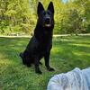 Proven Black German Shepherd Stud