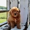 Kala Female Mini Goldendoodle