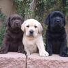 English labrador litter born!