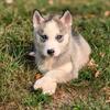 AKC registered Siberian Husky puppies