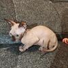 Sphynx kittens 