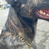 Dutch Shepherd 