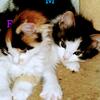 TICA Registered Maine Coon kittens