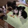 toy Australian Shepherd   males