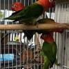 For sale lovebirds opaline