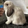 Holland Lop Babies
