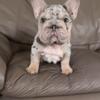 Lilac tan big rope Frenchie 
