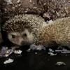 2 female hedgehogs for sale plus cage 