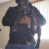 Cane Corso pups Akc/iccf registered 
