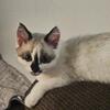 Ragdoll  Siamese  6 month old female