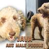 AKC STANDARD MALE POODLE 