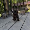 AKC French Bulldogs