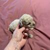  Toy poodles girls and a boy 5 to 6 pounds