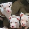 4 pitbull puppies left born January 16th 
