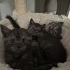 Scottish straight kittens 