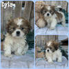 Shih Tzu puppy