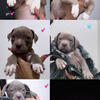 Pitbull Puppies 