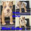 ABKC Pocket American Bully Puppies