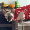 Bambino Sphynx kittens for sale