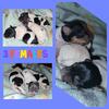 CKC Jack Russell Terrier Pups