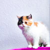 Exotic Shorthair Kitten