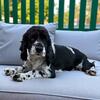Registered Cocker Spaniel female